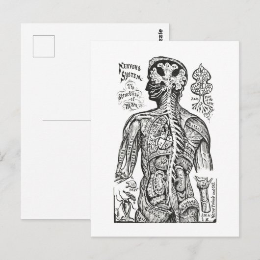  illustratie: Menselijk Anatomiediagram Briefkaart (Voorkant / Achterkant)