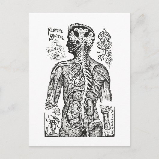  illustratie: Menselijk Anatomiediagram Briefkaart (Voorkant)