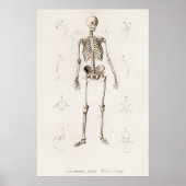  Illustratie Menselijk Skeleton Grafiek Poster (Voorkant)