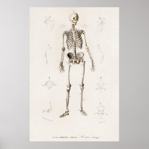 Illustratie Menselijk Skeleton Grafiek Poster