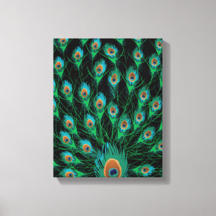 Illustratie met Peacock-veren op zwart Canvas Afdruk