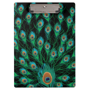 Illustratie met Peacock-veren op zwart Klembord