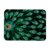 Illustratie met Peacock-veren op zwart Magneet (Horizontaal)