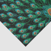 Illustratie met Peacock-veren op zwart Tissuepapier (Detail)