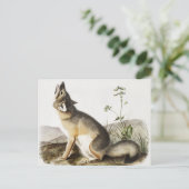 Illustratie met wift Fox (Vulpes velox) Briefkaart (Staand voorkant)