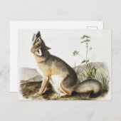 Illustratie met wift Fox (Vulpes velox) Briefkaart (Voorkant / Achterkant)