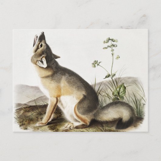 Illustratie met wift Fox (Vulpes velox) Briefkaart (Voorkant)