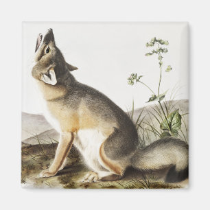 Illustratie met wift Fox (Vulpes velox) Magneet