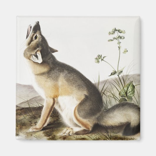 Illustratie met wift Fox (Vulpes velox) Magneet (Voorkant)