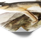 Illustratie met wift Fox (Vulpes velox) Poster (Hoek)