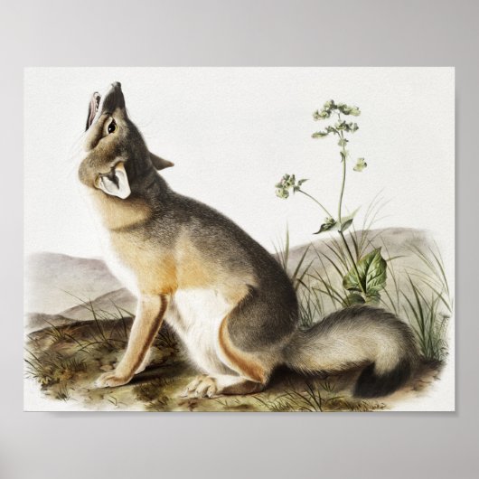 Illustratie met wift Fox (Vulpes velox) Poster (Voorkant)