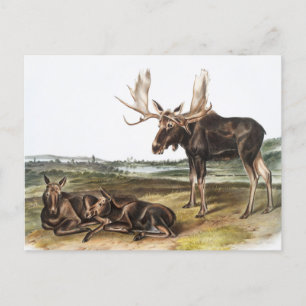 Illustratie Moose Deer (Servus alces) Briefkaart