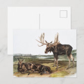 Illustratie Moose Deer (Servus alces) Briefkaart (Voorkant / Achterkant)