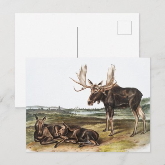 Illustratie Moose Deer (Servus alces) Briefkaart (Voorkant / Achterkant)