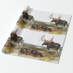 Illustratie Moose Deer (Servus alces) Cadeaupapier