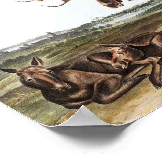 Illustratie Moose Deer (Servus alces) Poster (Hoek)