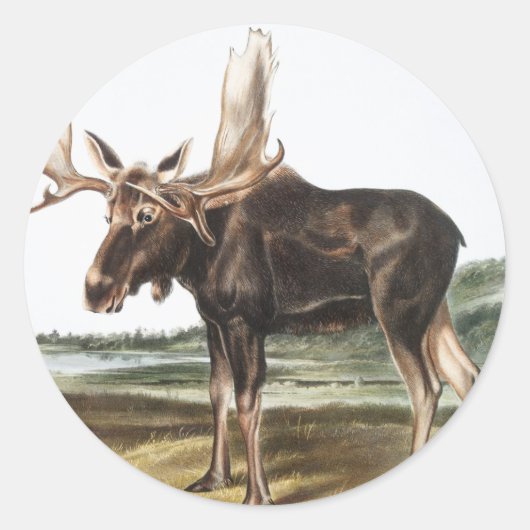 Illustratie Moose Deer (Servus alces) Ronde Sticker (Voorkant)
