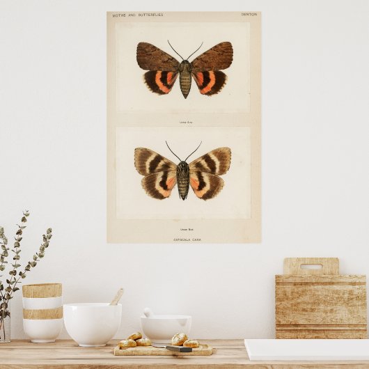 Illustratie  moth poster (Keuken)