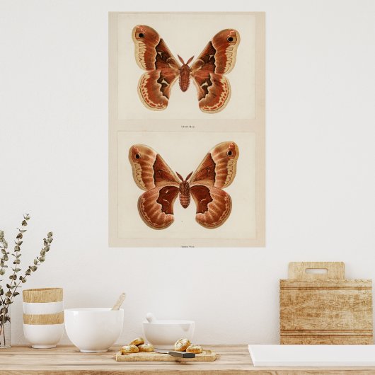 Illustratie  moth poster (Keuken)