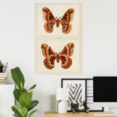 Illustratie moth poster (Thuiskantoor)