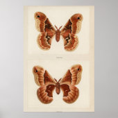 Illustratie  moth poster (Voorkant)