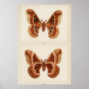 Illustratie  moth poster