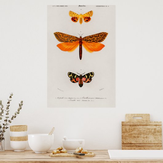 Illustratie  moth poster (Keuken)