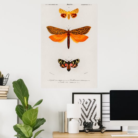 Illustratie  moth poster (Thuiskantoor)