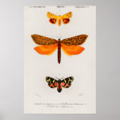 Illustratie  moth poster (Voorkant)