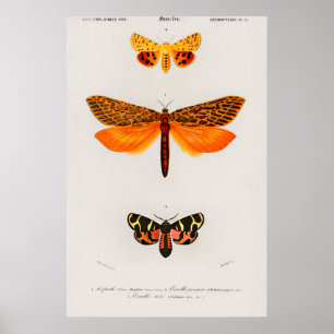 Illustratie  moth poster