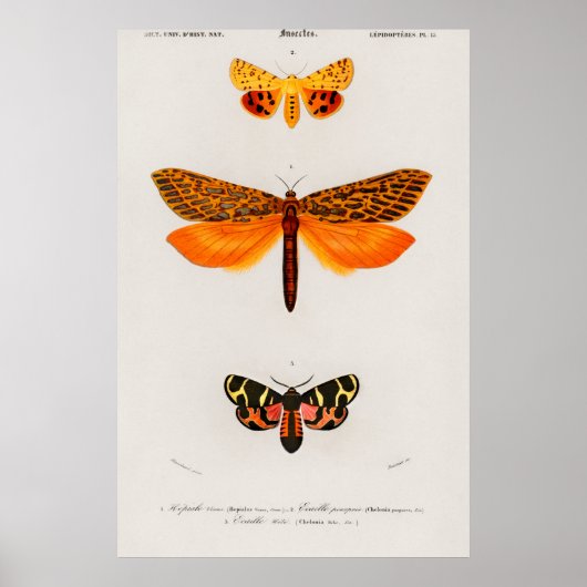 Illustratie  moth poster (Voorkant)