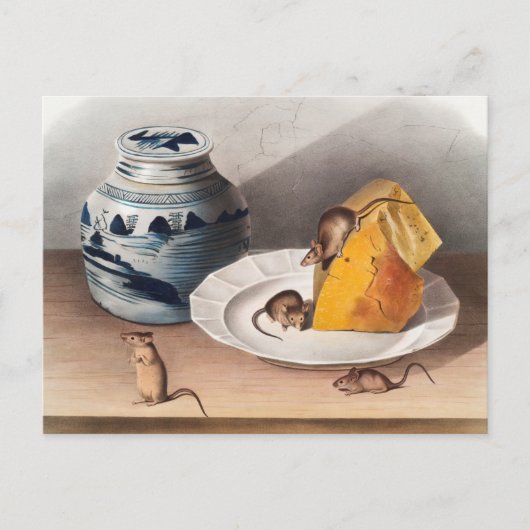 Illustratie muis (muizen-musculus) briefkaart (Voorkant)