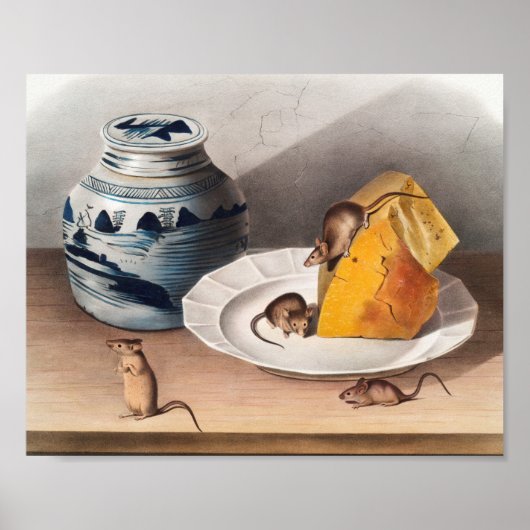 Illustratie muis (muizen-musculus) poster (Voorkant)