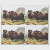 Illustratie Musk Ox (Ovibos moschatus) Cadeaupapier (Vlak)