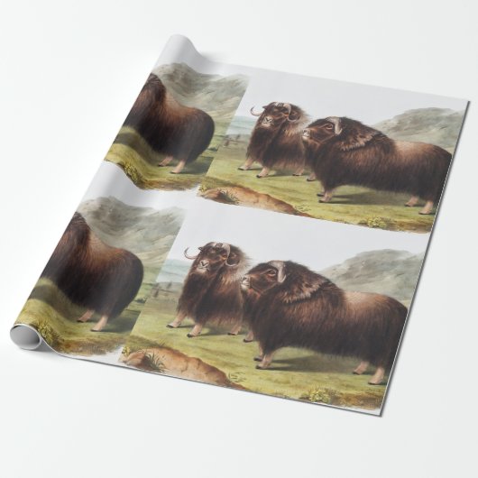 Illustratie Musk Ox (Ovibos moschatus) Cadeaupapier (Uitgerold)