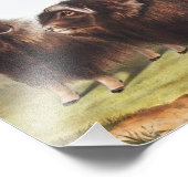 Illustratie Musk Ox (Ovibos moschatus) Foto Afdruk (Hoek)