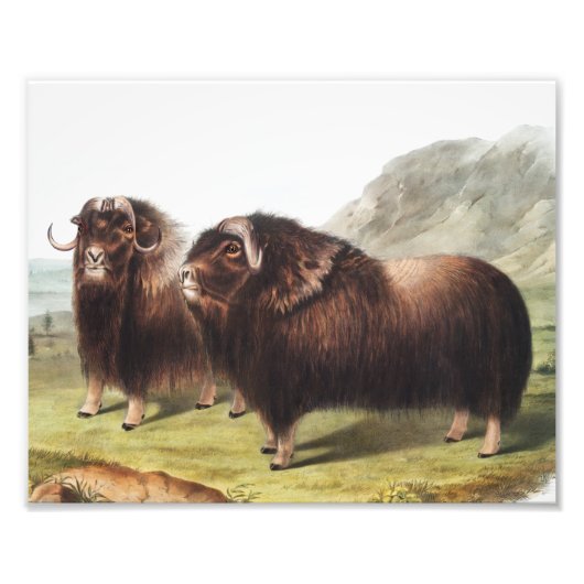 Illustratie Musk Ox (Ovibos moschatus) Foto Afdruk (Voorkant)