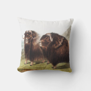 Illustratie Musk Ox (Ovibos moschatus) Kussen