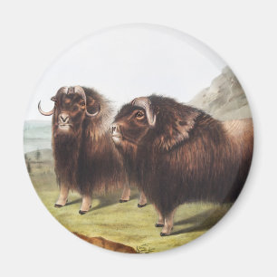 Illustratie Musk Ox (Ovibos moschatus) Magneet