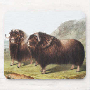 Illustratie Musk Ox (Ovibos moschatus) Muismat