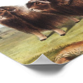 Illustratie Musk Ox (Ovibos moschatus) Poster (Hoek)