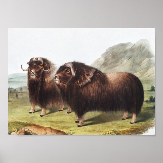 Illustratie Musk Ox (Ovibos moschatus) Poster (Voorkant)