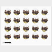 Illustratie Musk Ox (Ovibos moschatus) Ronde Sticker (Vel)