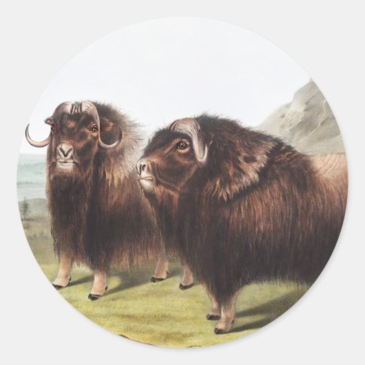 Illustratie Musk Ox (Ovibos moschatus) Ronde Sticker (Voorkant)