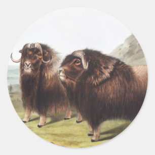 Illustratie Musk Ox (Ovibos moschatus) Ronde Sticker