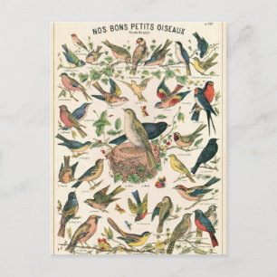 Illustratie nos bons petits oiseaux briefkaart
