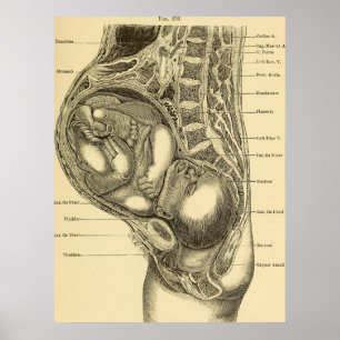 Illustratie Obstetrie Poster