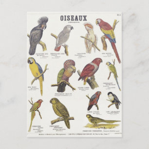 Illustratie oiseaux briefkaart
