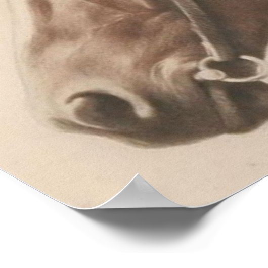 Illustratie  paarden poster (Hoek)