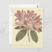 Illustratie Paarse Rhododendron Briefkaart (Voorkant / Achterkant)
